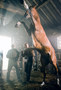 Photo 2 pour CHEVAL DE GUERRE